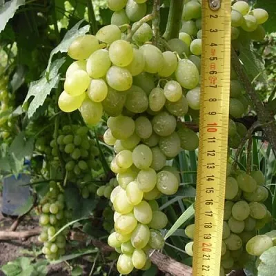 Виноград АНАНАСНЫЙ РАННИЙ  Виноград АНАНАСНЫЙ РАННИЙ в Симферополе