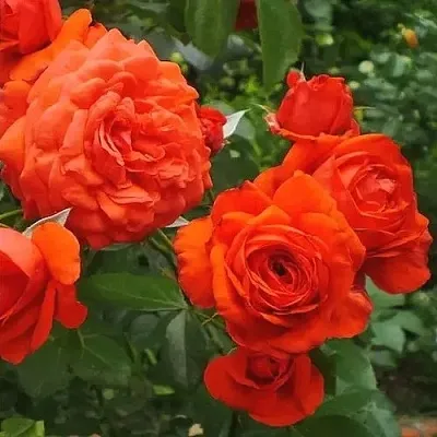 Саженцы роз МАЙНТАУЭР плетистая  Саженцы роз МАЙНТАУЭР плетистая в Симферополе