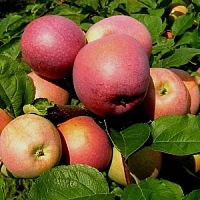 Яблоня СЛАВА ПОБЕДИТЕЛЯМ  Яблоня СЛАВА ПОБЕДИТЕЛЯМ в Симферополе