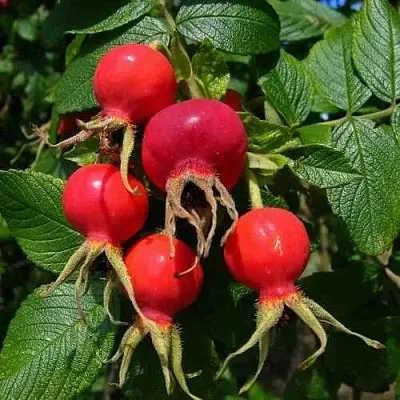 Шиповник ВИТАМИННЫЙ ВНИВИ в Симферополе