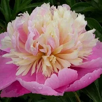 Пион ВЕСЕННЯЯ ПАЛИТРА травянистый  Пион ВЕСЕННЯЯ ПАЛИТРА травянистый в Симферополе