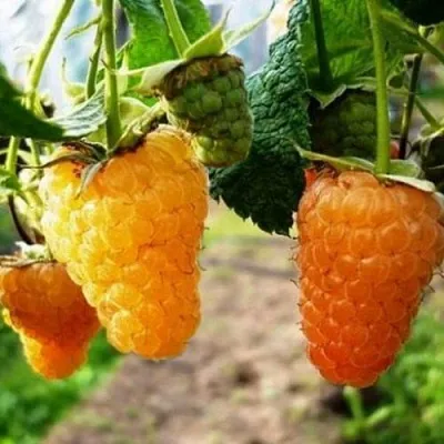 Малина ОРАНЖЕВОЕ ЧУДО  Малина ОРАНЖЕВОЕ ЧУДО в Симферополе