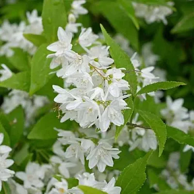 Дейция шершавая  Дейция шершавая в Симферополе