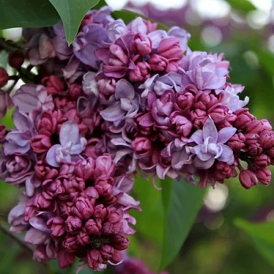 Сирень П.П.КОНЧАЛОВСКИЙ  Сирень П.П.КОНЧАЛОВСКИЙ в Симферополе