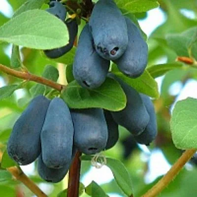 Жимолость съедобная ЮГАНА  Жимолость съедобная ЮГАНА в Симферополе