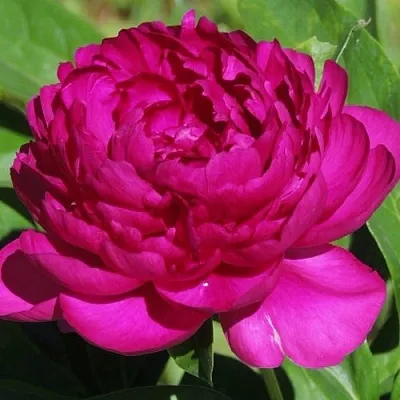 Пион БАРХАТ НОЧИ травянистый  Пион БАРХАТ НОЧИ травянистый в Симферополе