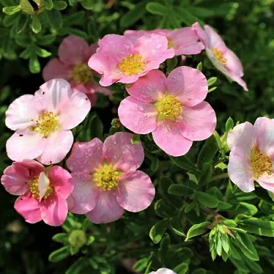 Лапчатка ЛАВЛИ ПИНК кустарниковая в Симферополе