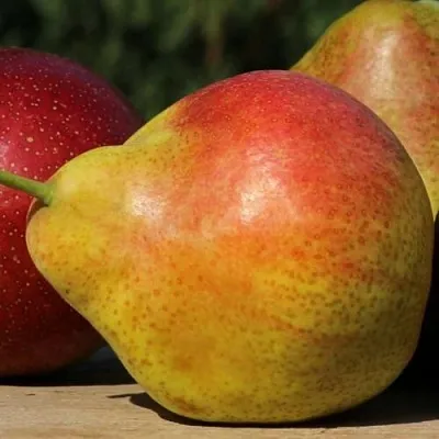 Груша ТАТЬЯНА в Симферополе