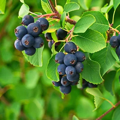 Ирга КОЛОСИСТАЯ  Ирга КОЛОСИСТАЯ в Симферополе