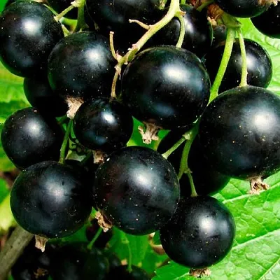 Чёрная  Чёрная в Симферополе