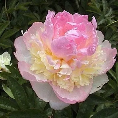 Пион РАСБЕРРИ САНДЕЙ травянистый  Пион РАСБЕРРИ САНДЕЙ травянистый в Симферополе