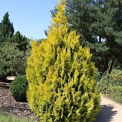 Туя СТОУНХАМ ГОЛД складчатая  Туя СТОУНХАМ ГОЛД складчатая в Симферополе