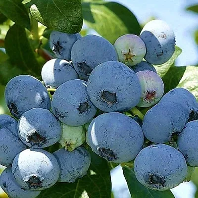 Голубика НУИ в Симферополе