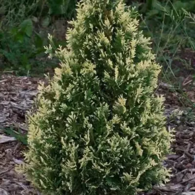 Туя БРАБАНТ ВАРИЕГАТТА западная — описание сорта Туя БРАБАНТ ВАРИЕГАТТА западная в Симферополе