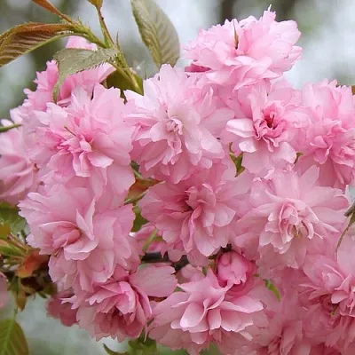 Сакура РОЗЕА ПЛЕНА  Сакура РОЗЕА ПЛЕНА в Симферополе