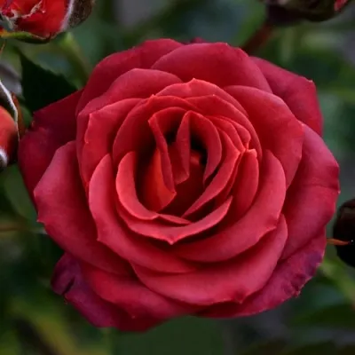 Саженцы роз ЧОКОЧИНО спрей  Саженцы роз ЧОКОЧИНО спрей в Симферополе