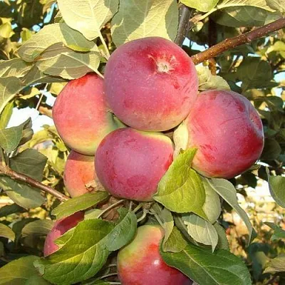 Яблоня ОРЛИК  Яблоня ОРЛИК в Симферополе