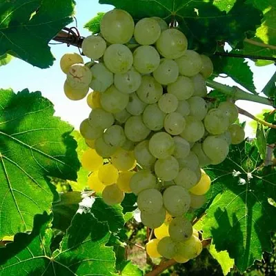 Виноград КИШМИШ МУСКАТНЫЙ  Виноград КИШМИШ МУСКАТНЫЙ в Симферополе