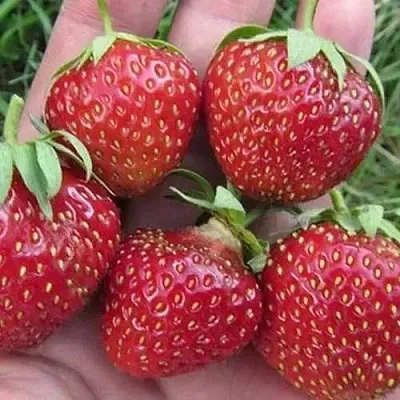 Клубника ВИМА ЗАНТА в Симферополе