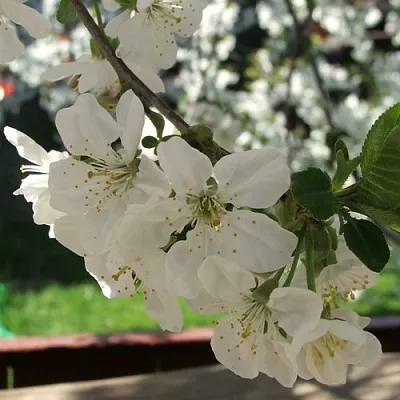 Вишня УМБРАКУЛИФЕРА  Вишня УМБРАКУЛИФЕРА в Симферополе