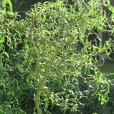 Ива МАТСУДАНА  Ива МАТСУДАНА в Симферополе