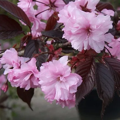 Сакура РОЯЛ БУРГУНДИ  Сакура РОЯЛ БУРГУНДИ в Симферополе