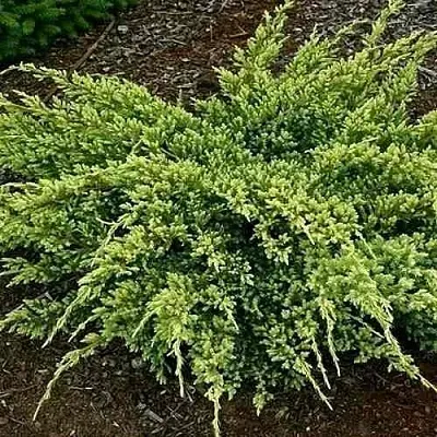 Можжевельник ДРИМ ДЖОЙ чешуйчатый  Можжевельник ДРИМ ДЖОЙ чешуйчатый в Симферополе