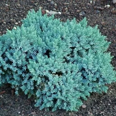 Можжевельник БЛЮ СТАР чешуйчатый  Можжевельник БЛЮ СТАР чешуйчатый в Симферополе