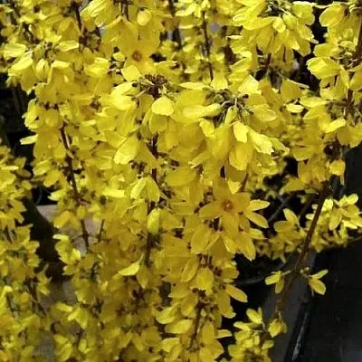 Форзиция ГОЛДРАУШ  Форзиция ГОЛДРАУШ в Симферополе