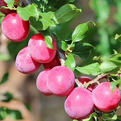 Алыча  Алыча в Симферополе