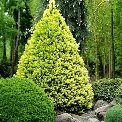 Ель РЕЙНБОУЗ ЭНД сизая  Ель РЕЙНБОУЗ ЭНД сизая в Симферополе