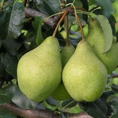 Груша ОРЛОВСКАЯ ЛЕТНЯЯ в Симферополе