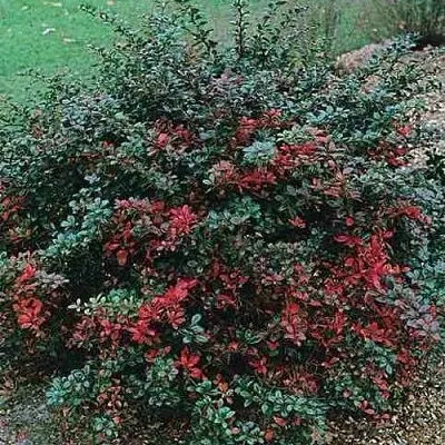Барбарис РЕД ДЖЕВЕЛ средний   Барбарис РЕД ДЖЕВЕЛ средний  в Симферополе