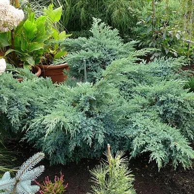 Можжевельник БЛЮ ШВЕД (СВИД) чешуйчатый  Можжевельник БЛЮ ШВЕД (СВИД) чешуйчатый в Симферополе