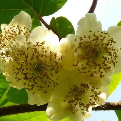 Актинидия АТЛАС (МУЖСКОЙ) в Симферополе