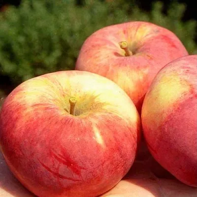 Яблоня ОРЛОВИМ в Симферополе