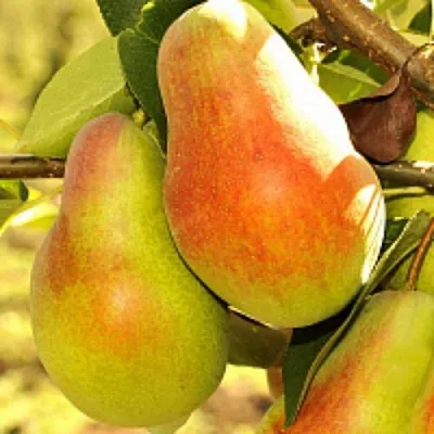 Груша РУССКАЯ КРАСАВИЦА (КРАСАВИЦА ЧЕРНЕНКО) в Симферополе