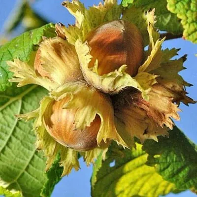 Фундук ТОНДА РОМАНА  Фундук ТОНДА РОМАНА в Симферополе