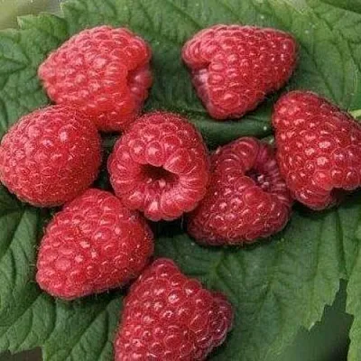 Малина ЗЮГАНА  Малина ЗЮГАНА в Симферополе