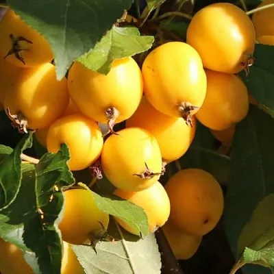 Яблоня ГОЛДЕН ХОРНЕТ декоративная  Яблоня ГОЛДЕН ХОРНЕТ декоративная в Симферополе