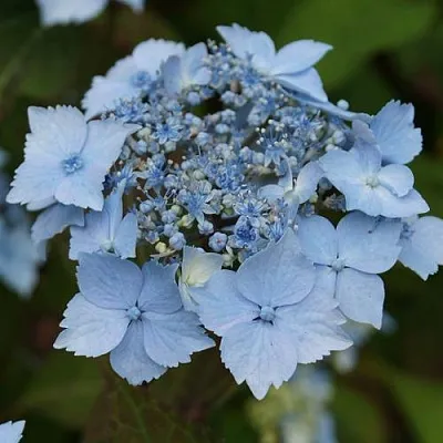 Гортензия БЛЮ ДЕКЛ пильчатая  Гортензия БЛЮ ДЕКЛ пильчатая в Симферополе