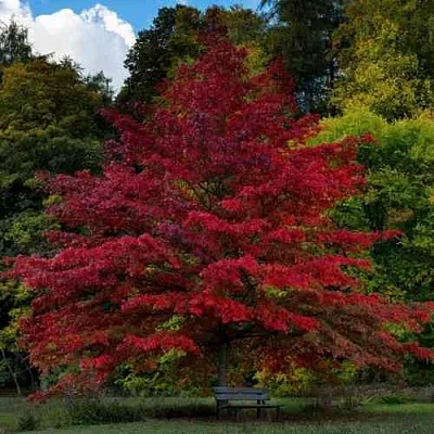 Дуб болотный  Дуб болотный в Симферополе