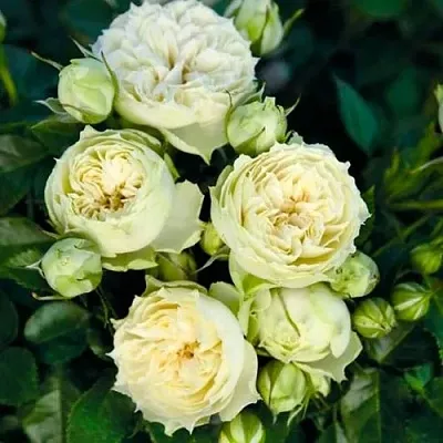 Саженцы роз БЛАНШЕТТ спрей  Саженцы роз БЛАНШЕТТ спрей в Симферополе