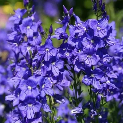 Вероника австрийская  Вероника австрийская в Симферополе