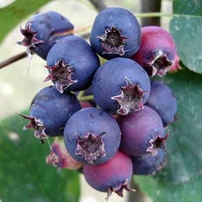 Ирга SLEYT  Ирга SLEYT в Симферополе