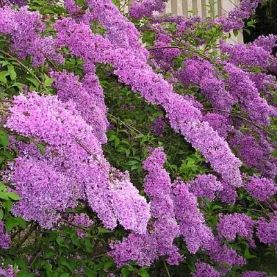 Сирень КИТАЙСКАЯ  Сирень КИТАЙСКАЯ в Симферополе