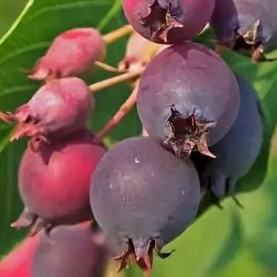 Ирга MANDAN  Ирга MANDAN в Симферополе