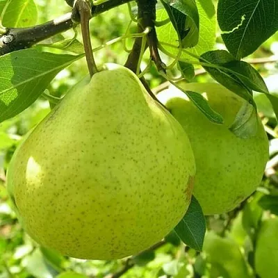 Груша ДАЛИКОР колонновидная  Груша ДАЛИКОР колонновидная в Симферополе