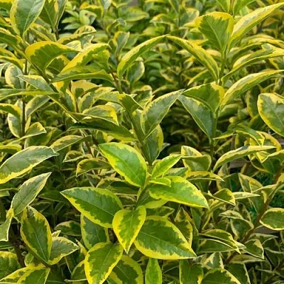 Бирючина АУРЕУМ овальнолистная  Бирючина АУРЕУМ овальнолистная в Симферополе