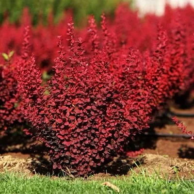 Барбарис ОРАНЖ РОКЕТ тунберга  Барбарис ОРАНЖ РОКЕТ тунберга в Симферополе